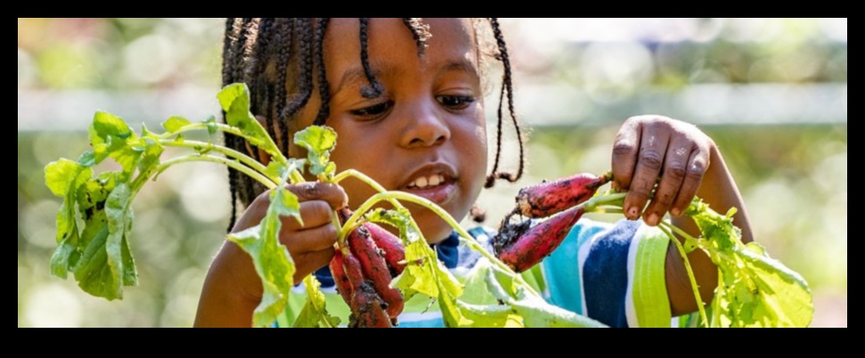 Rooted Learning: The Impactful Legacy of Garden Education