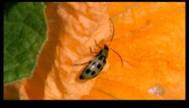 Μάχη Blossom: Winning Against Troublesome Garden Pests