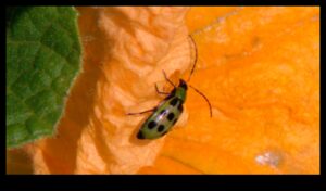 Μάχη Blossom: Winning Against Troublesome Garden Pests