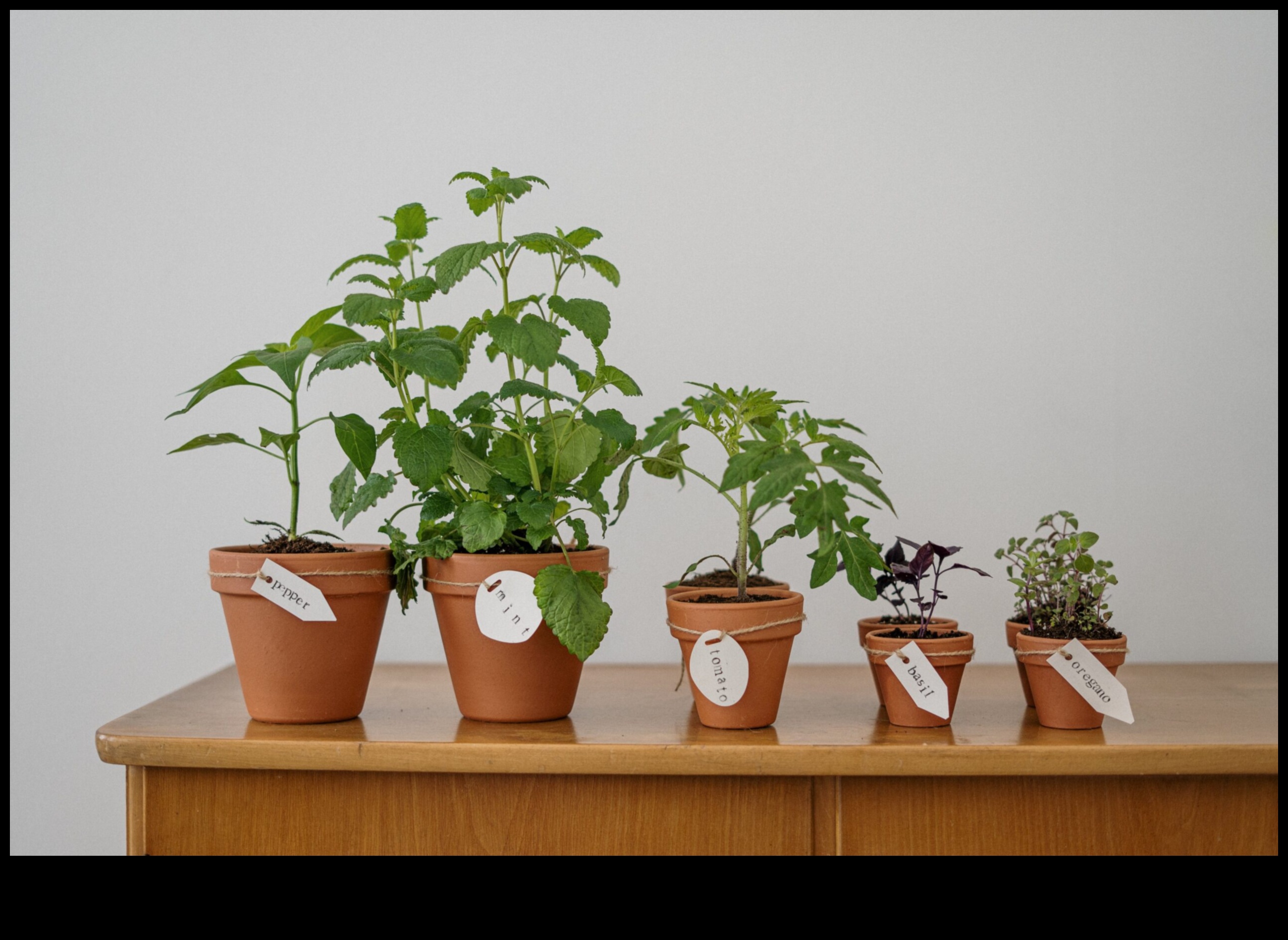 Eco-Chic Gardens: Sustainable DIY Wonders Await