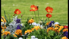 Harmony in Blooms: DIY Secrets for Picture-Perfect Gardens