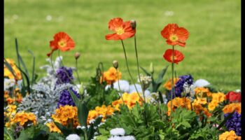 Harmony in Blooms: DIY Secrets for Picture-Perfect Gardens